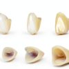 Dental Temporary Crown Kit 100-piece Anterior Posterior Impressive-4